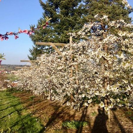 Ferienwohnung Bodenseele - Wohlfuehloase Mit Grossem Sonnenbalkon لانغنارغن المظهر الخارجي الصورة